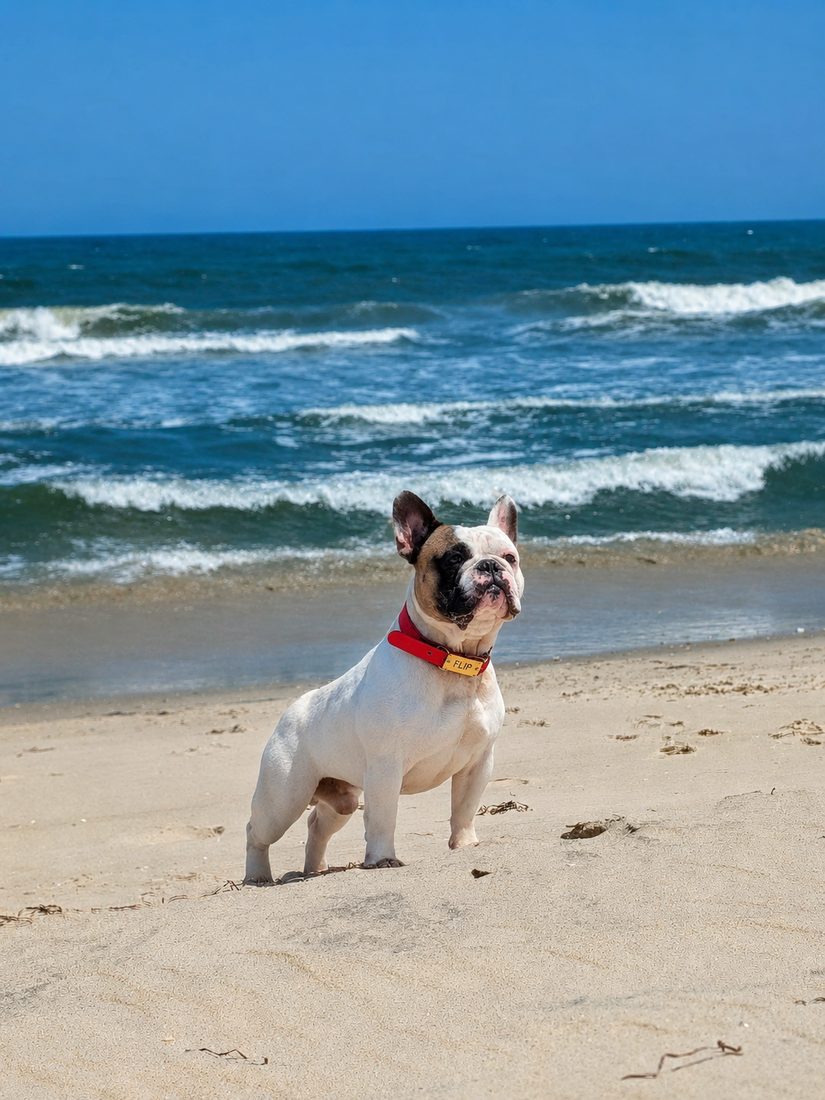 Flip the French Bulldog standing on the beach